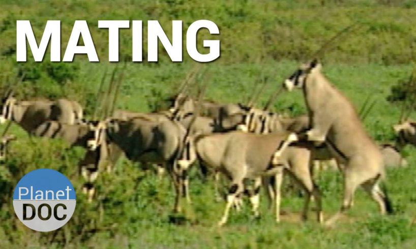 Mating. Shaba Animals  | Nature - Planet Doc Full Documentaries