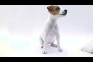 Meet MJ: World's cutest puppy (MacBook Air Ad Spoof Parody)
