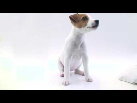 Meet MJ: World's cutest puppy (MacBook Air Ad Spoof Parody)