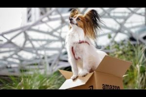 Meet some of the cutest dogs at Amazon