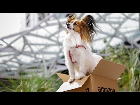 Meet some of the cutest dogs at Amazon