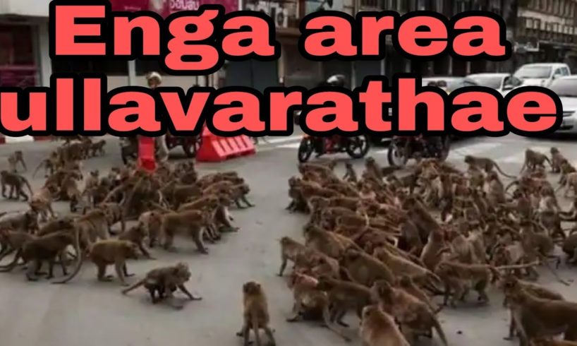 Monkey fights/gang fight/Animals fight #monkeys #fight #reach