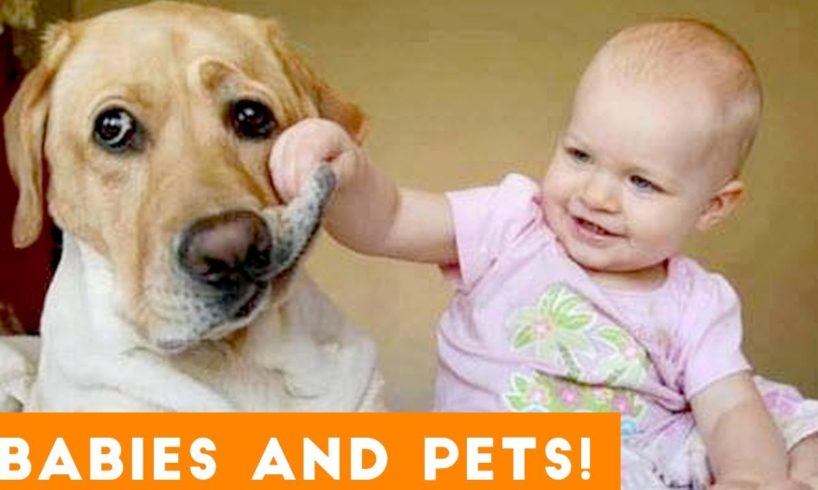 Most Adorable Animal and Baby Compilation 2018 | Funny Pet Videos
