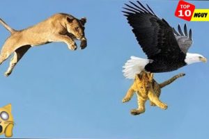 Most Deadly EAGLE Attacks 2020 - Most Amazing Moments Of Wild Animal Fights