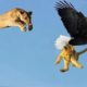 Most Deadly EAGLE Attacks 2020 - Most Amazing Moments Of Wild Animal Fights