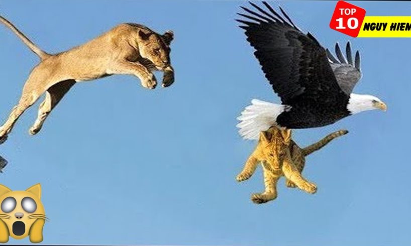 Most Deadly EAGLE Attacks 2020 - Most Amazing Moments Of Wild Animal Fights