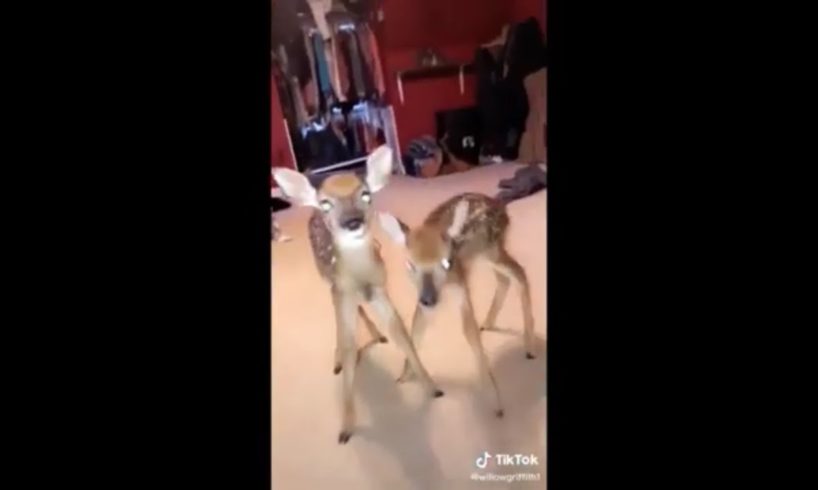 Most Touching And Inspiring Animal Rescues | TikTok compilation