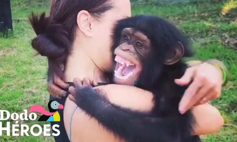 Mujer no puede dejar de rescatar chimpancés que eran mascotas | El Dodo