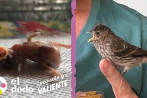 Mujer rescata a un pájaro con 1 día de vida y se convierte en su mamá I Pequeño y Valiente El Dodo