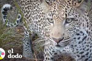 Mujer se encuentra con un leopardo inesperadamente | El Dodo