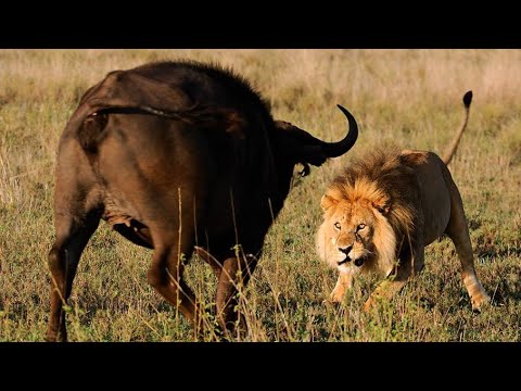 Must Watch! King Lion vs BuffaloㅣKing Lion Hunting BuffaloㅣWild Animal Attacksㅣ킹라이온 vs 버팔로ㅣ킹라이온의 버팔로
