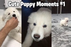 My German Shepherd's Cutest Puppy Moments - #1