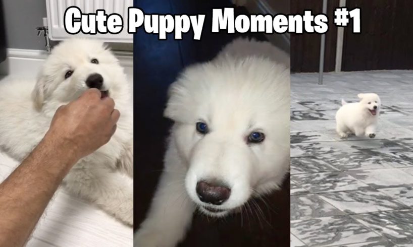 My German Shepherd's Cutest Puppy Moments - #1
