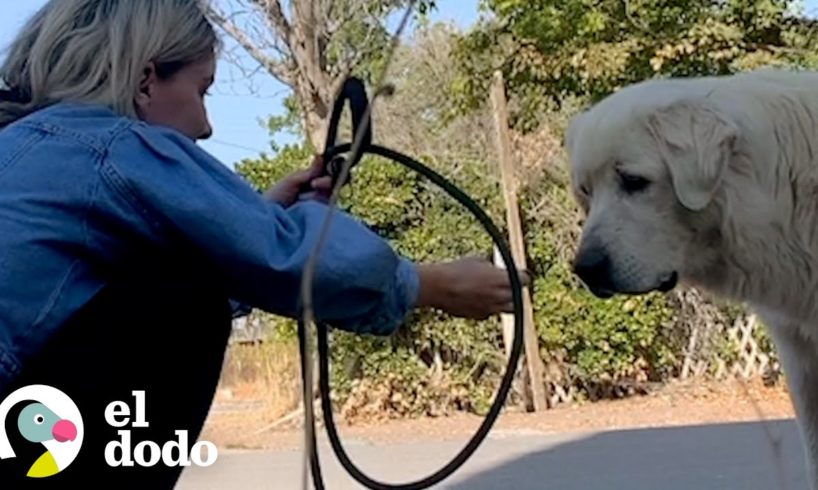 Nadie podía atrapar a este perro callejero hasta que... | El Dodo