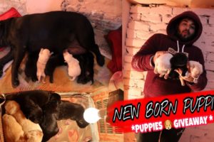 Newborn Puppies | Labrador puppies | Cute Puppies | Cutest Puppies| Labrador |