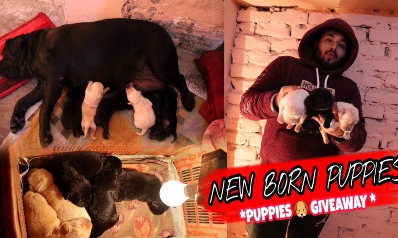 Newborn Puppies | Labrador puppies | Cute Puppies | Cutest Puppies| Labrador |