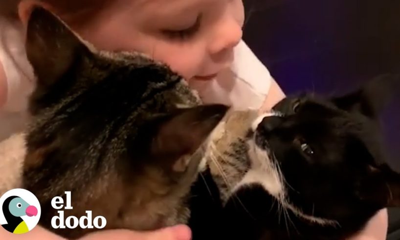 Niña tiene una relación especial con sus gatos | El Dodo