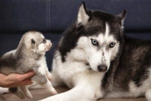 North Yuki Husky meets the cutest puppies!!! Unexpected reaction