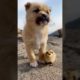 OMG Cutest Puppies #142 ! Funny Dog Videos !We Are Best Friend