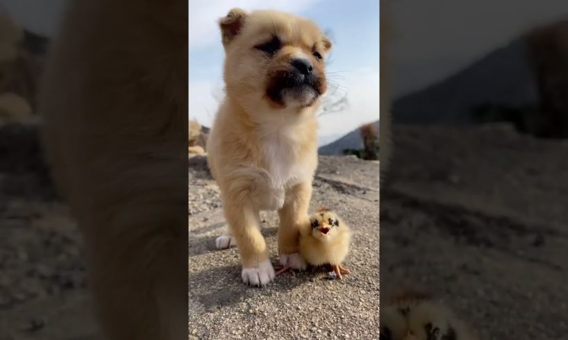 OMG Cutest Puppies #142 ! Funny Dog Videos !We Are Best Friend