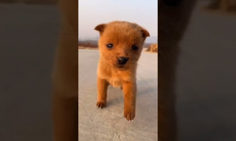 OMG Cutest Puppies #144 We Are Best Friend ! Funny Dog Videos