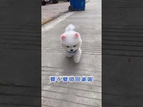 ?OMG So Cute Puppies ?Funniest puppy video 2021 # 45