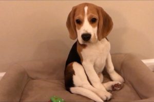 Oliver's cutest puppy moments