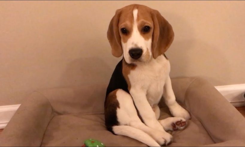 Oliver's cutest puppy moments