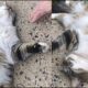 One Eyed Sweet Cat Miss Kitty. Sweet Happy Affectionate Cat Video of Neighborhood Rescue Cat