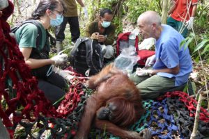 Orangutans Rescued From Starvation