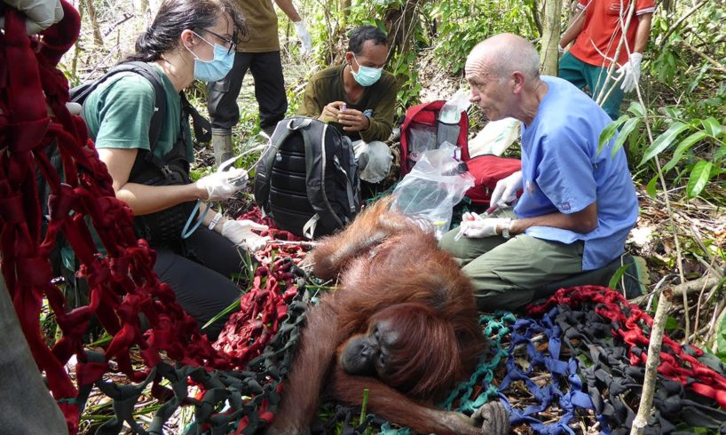 Orangutans Rescued From Starvation
