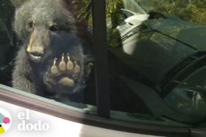 Osos deciden mudarse dentro de la camioneta de este hombre | El Dodo