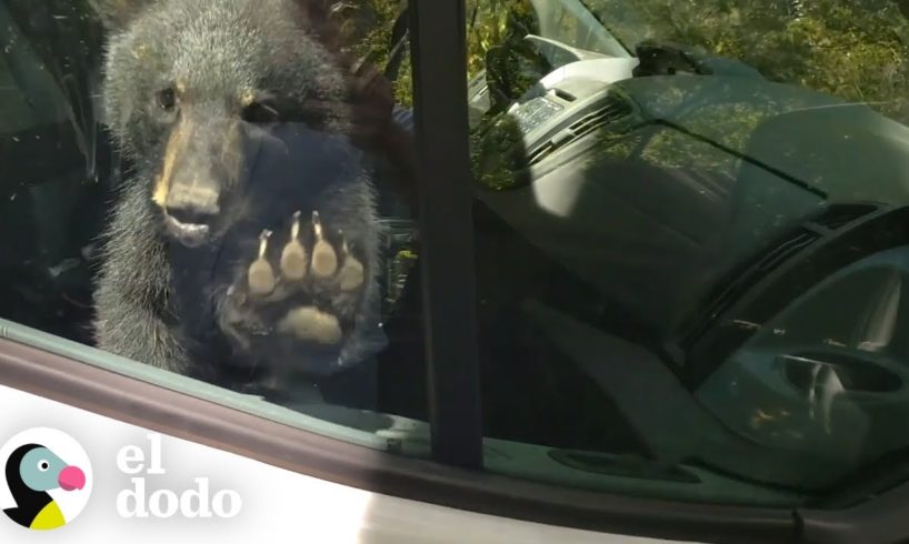 Osos deciden mudarse dentro de la camioneta de este hombre | El Dodo