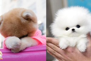 POMERANIAN THE CUTEST DOGS