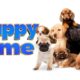 PUPPY TIME! Cutest Dog Videos Ever (2019)