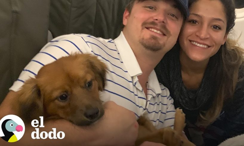 Pareja encuentra un cachorro durante sus vacaciones | El Dodo
