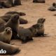 Pequeña foca es liberada de una red | El Dodo