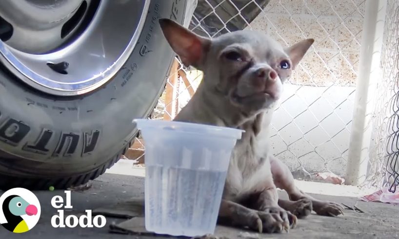Pequeño chihuahua decide quedarse en su hogar de paso | El Dodo