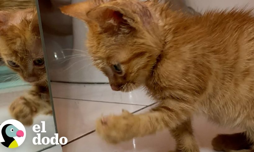 Pequeño gatito no tenía muchas esperanzas de sobrevivir | ¡Adóptame! | El Dodo