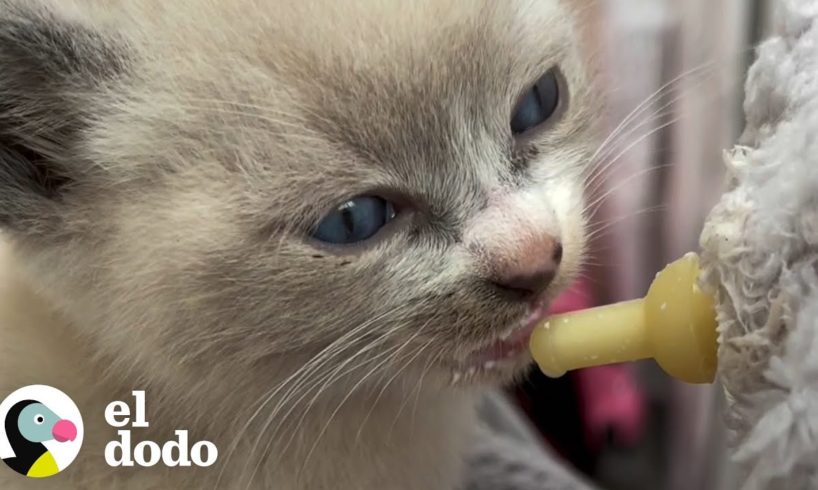 Pequeño gatito rescatado de un tejado se encariña de su rescatista | El Dodo