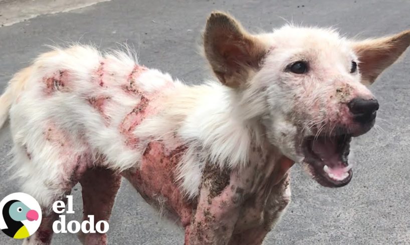 Perrita callejera enferma está llena de felicidad | El Dodo