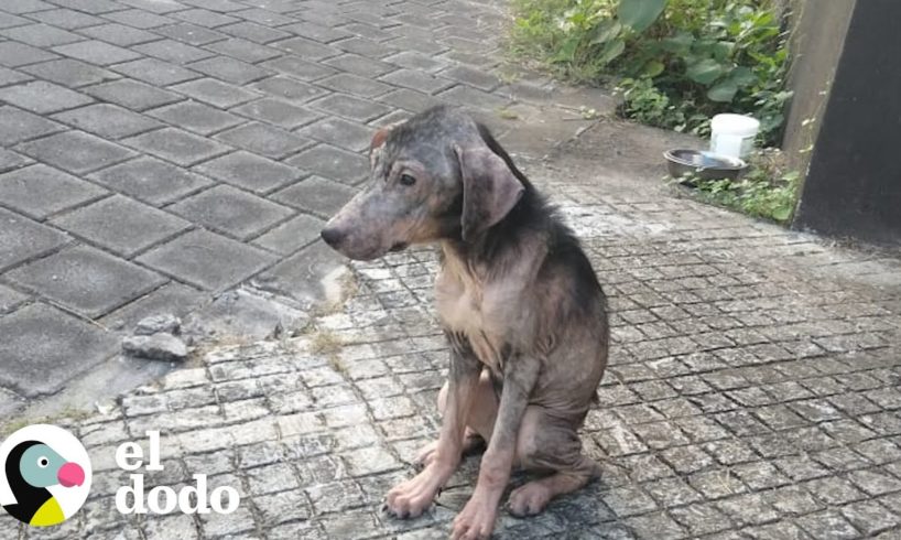 Perrita callejera recibe un cambio radical luego de ser rescatada | El Dodo