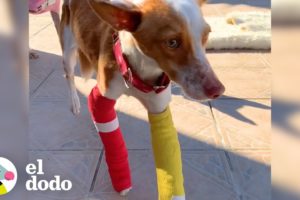 Perrita con dos patas enyesadas no puede parar de caminar | El Dodo