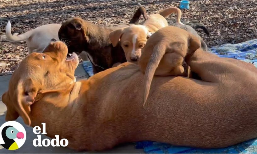 Perrita embarazada da a luz a 9 perritos sobre el sillón | El Dodo