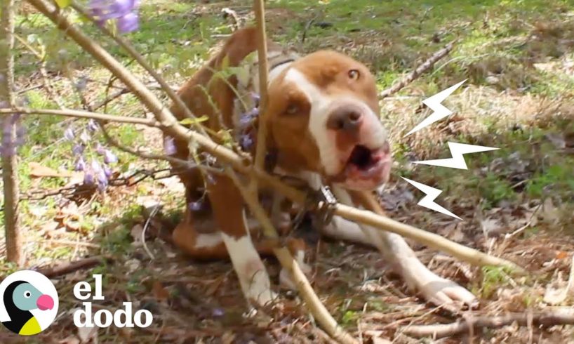 Perrita es encontrada encadenada a un árbol | El Dodo