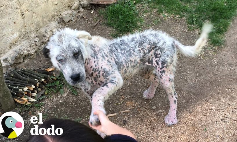 Perrita se rehúsa a ser rescatada sin si mejor amigo I El Dodo