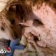 Perrito con triste historia decide perdonar a los humanos | El Dodo