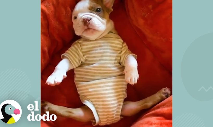 Perrito de dos patas aprende a correr y grita de la emoción I El Dodo