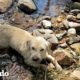 Perrito encontrado tirado en una charca ahora corre felizmente | El Dodo