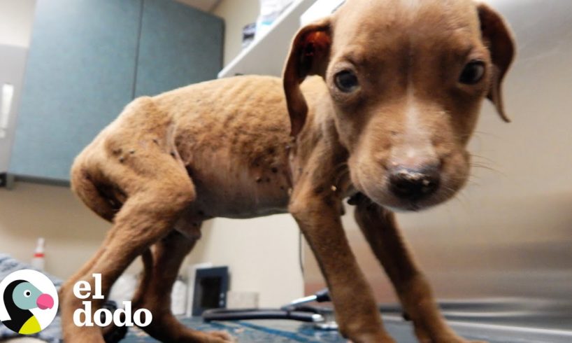 Perrito pequeñito se convierte en más grande y hermoso | El Dodo